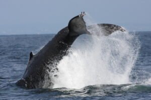 Whale watching in Monterey Bay
