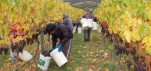 Wine tasting in Carmel Valley