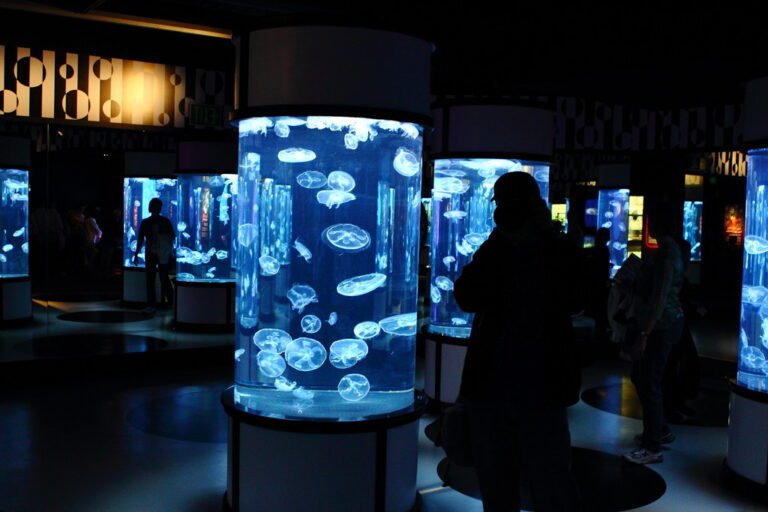 The Monterey Bay Aquarium: a local’s guide